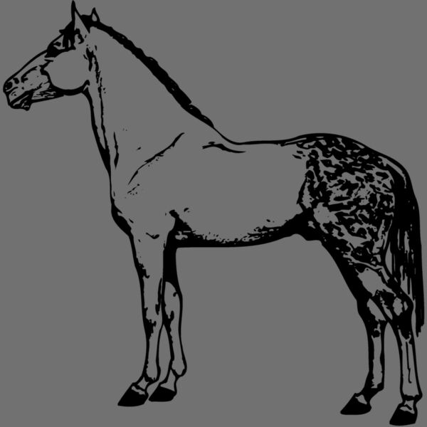 HORSE031 Thumbnail