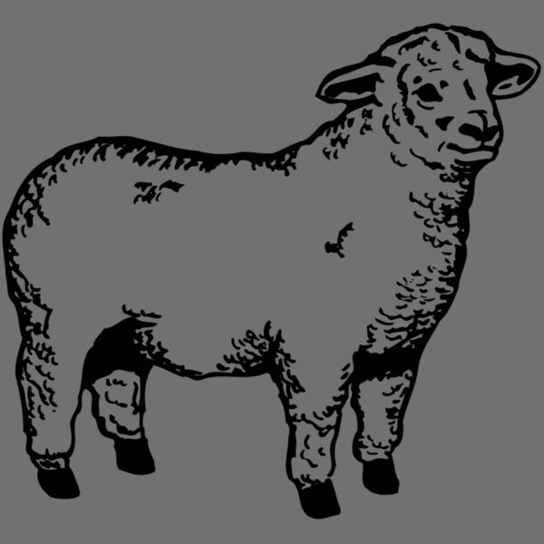 SHEEP003 Thumbnail