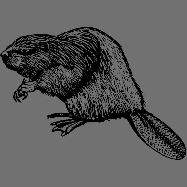 BEAVER01 Thumbnail