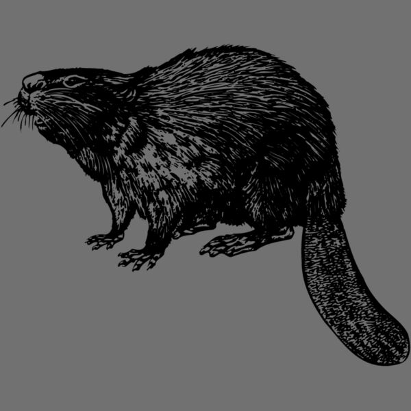 BEAVER02 Thumbnail
