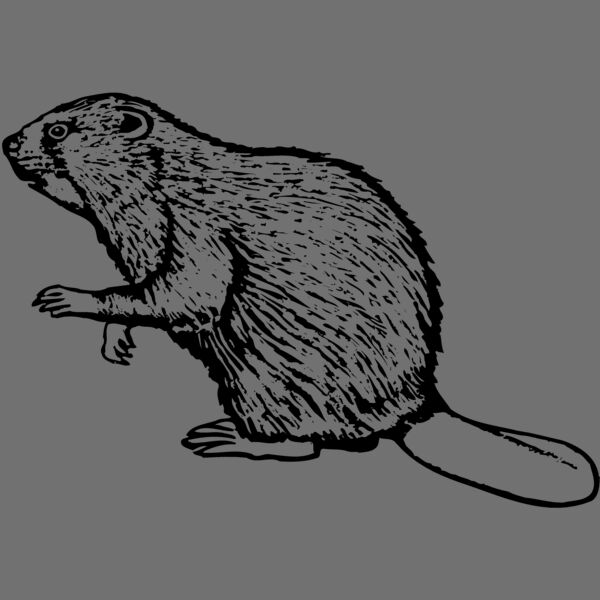 BEAVER03 Thumbnail