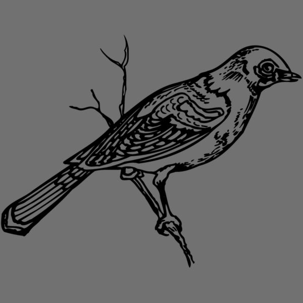 BIRD020 Thumbnail