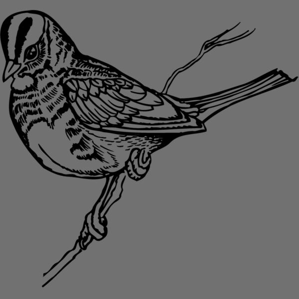 BIRD031 Thumbnail