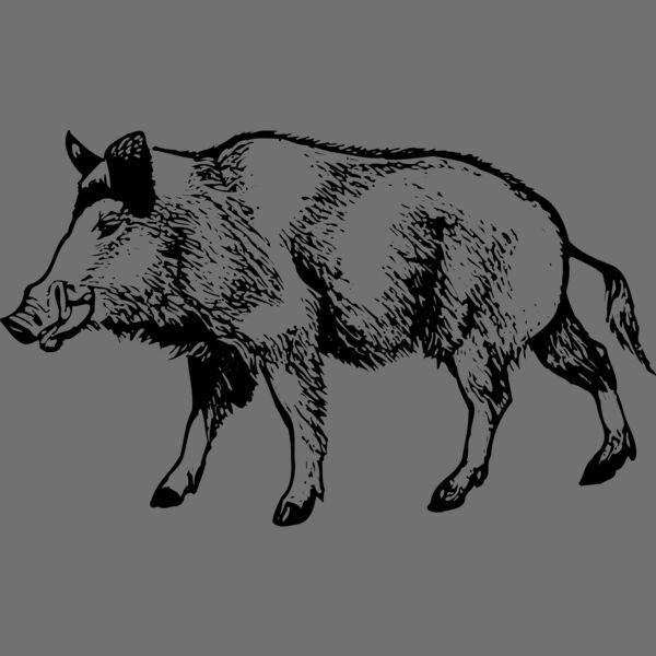 BOAR0001 Thumbnail
