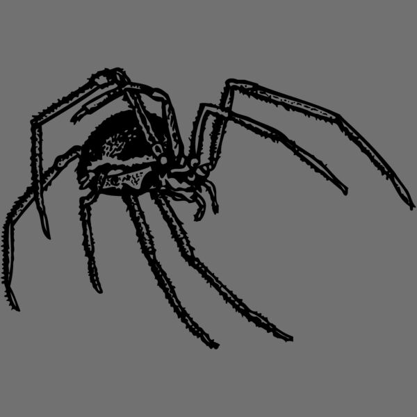 SPIDER01 Thumbnail
