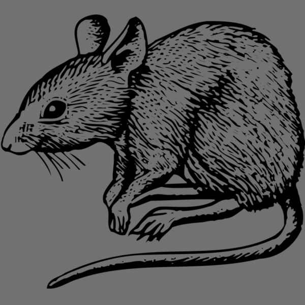 MOUSE001 Thumbnail