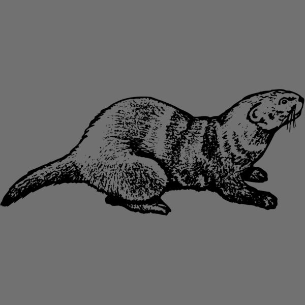 OTTER001 Thumbnail