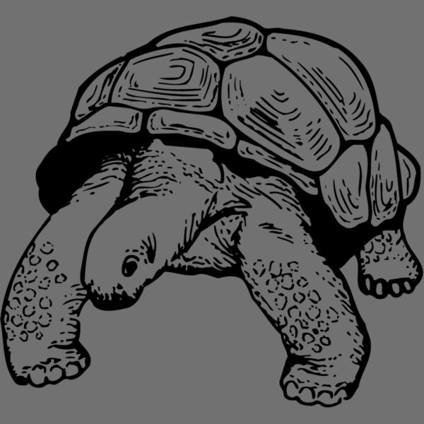 TURTLE02 Thumbnail