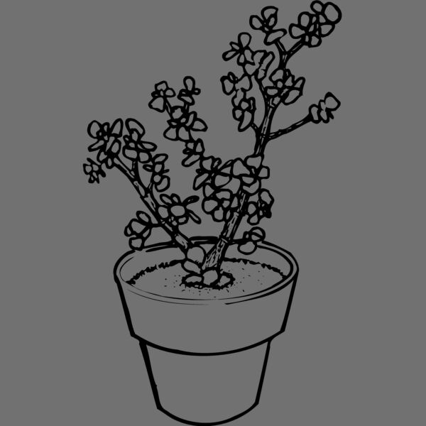 PLANT05 Thumbnail